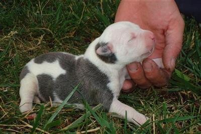 American Pit Bull Puppies for Sale